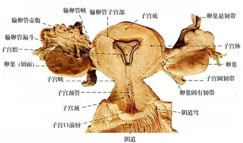 小穴位置|女陰